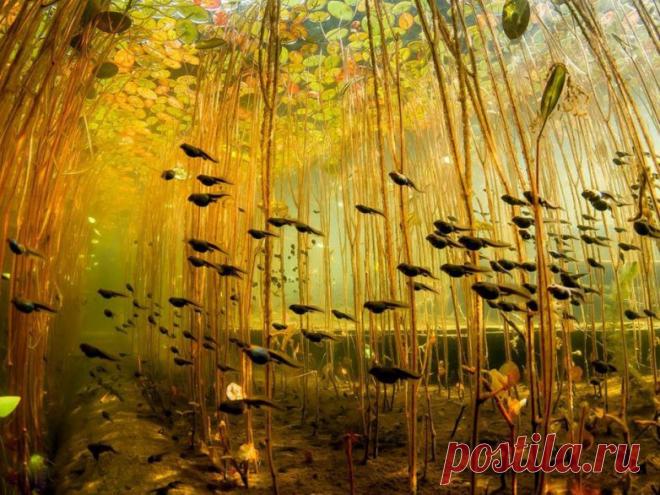 Невероятные моменты дикой природы / Питомцы