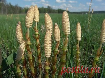 Чем целебен хвощ? Его целебные свойства