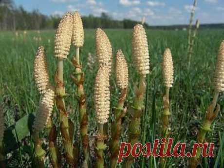 Чем целебен хвощ? Его целебные свойства