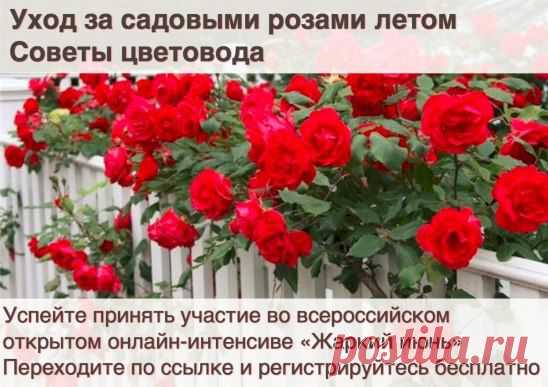 (8) Одноклассники
