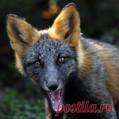 Полуостров Шмидта, Сахалин. Автор фото — Андрей Сучков: nat-geo.ru/photo/user/294923/