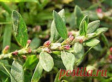 Не место камню в желчном пузыре | Друг пенсионера
С течением времени наш организм, к сожалению, не молодеет, а вместе со старостью приходят и всевозможные заболевания. По большому счету, страдают все системы организма.