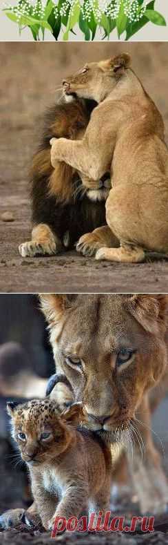 Нам есть чему у них поучиться!