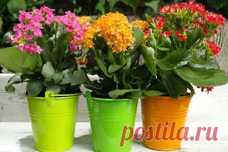 Комнатное растение Каланхое (лат. Kalanchoe). Латинское название рода произведено от местного китайского наименования растения. В обширный род Каланхое входит множество видов декоративных растений: каланхое Дегремона (K.daigremontiana), каланхое перистое (K.pinnata), каланхое бехарское (K.beharensis), каланхое Блоссфельда (K.blossfeldiana) - популярный, красиво цветущий вид с соцветиями разной окраски (виды Bali, Vesuvius, Fortyniner, Mistral, Tarantella).