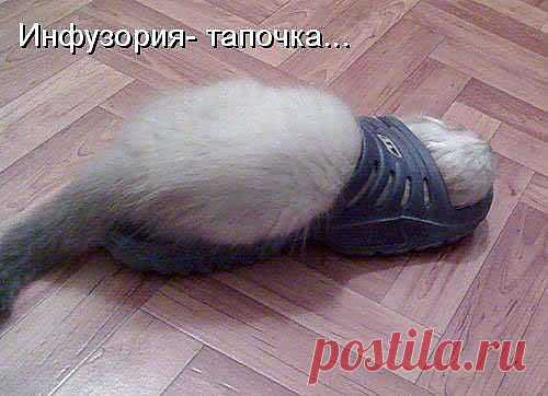 Инфузория-тапочка
