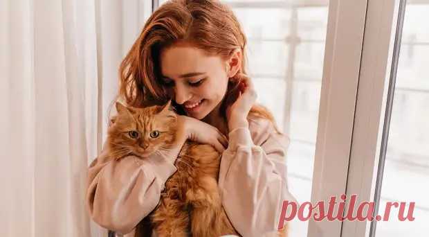 Сколько лет живут кошки в домашних условиях и что на это влияет - Квартира, дом, дача - Социальная сеть 