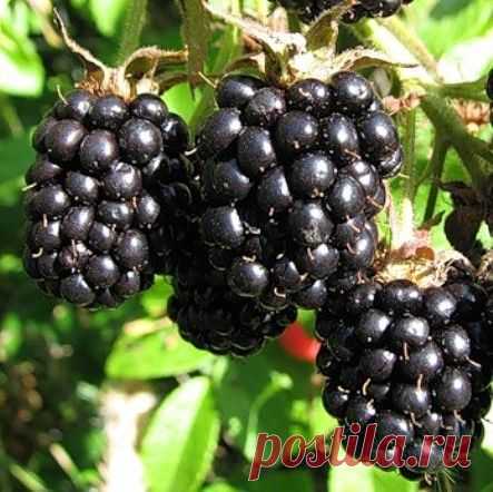 (78) Одноклассники - продажа ежевики Сорт "Честер"