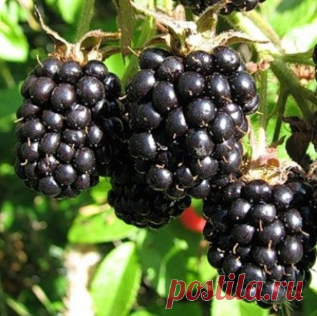 (78) Одноклассники - продажа ежевики Сорт &quot;Честер&quot;