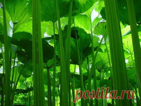 Сахалинская область – Салат из стеблей лопуха по-сахалински
Сахалинцы воспринимают лопухи также как мы картошку, поэтому их нередко можно встретить во многих блюдах. Самым популярным является салат из этого растения, для которого потребуется предварительно замочить на ночь в холодной воде срезанные ростки лопуха. После этого лопух следует прокипятить в подсоленной воде 20 минут, откинуть на дуршлаг, снять со стеблей кожицу, нарезать небольшими кусочками и поместить в кипящ...