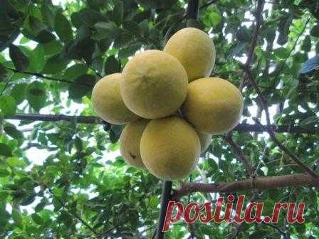 Лимон сорт Фахритдинов-1 