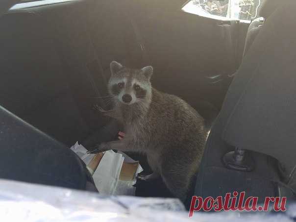 Никогда не знаешь, какой сюрприз может преподнести енот.