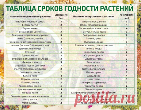 Таблица сроков годности растений