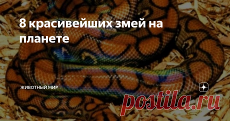 8 красивейших змей на планете #1 Желтогубый ботробс
Давайте начнем с относительно нового открытия; Изумрудно-зеленая гадюка была впервые обнаружена в 2002 году в восточных горах Гималаев в стране Бирма. Эта ярко-зеленая ядовитая змея имеет яркие отметины: у самцов красные глаза с красными и белыми полосами, а у самок желтые глаза и полосы в основном белые. Они могут вырасти по крайней мере до 4  футов в длину, но, как довольно