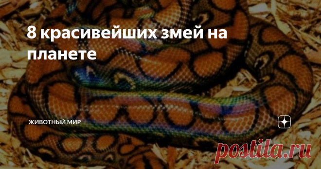 8 красивейших змей на планете #1 Желтогубый ботробс
Давайте начнем с относительно нового открытия; Изумрудно-зеленая гадюка была впервые обнаружена в 2002 году в восточных горах Гималаев в стране Бирма. Эта ярко-зеленая ядовитая змея имеет яркие отметины: у самцов красные глаза с красными и белыми полосами, а у самок желтые глаза и полосы в основном белые. Они могут вырасти по крайней мере до 4  футов в длину, но, как довольно