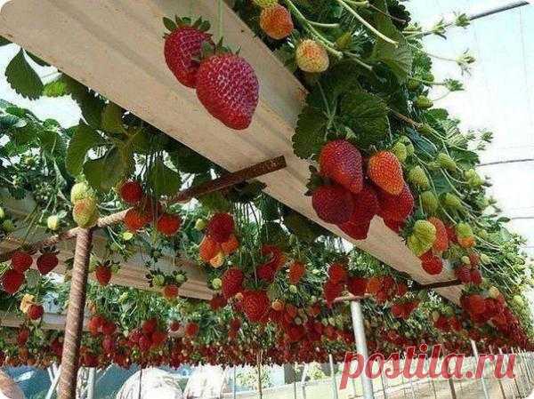 Отличная идея для выращивания клубники!