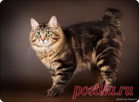 Эти необычные коты…