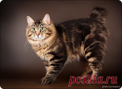 Эти необычные коты…