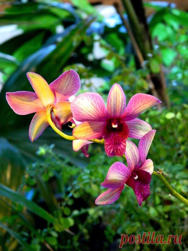 Тропическая нимфа.