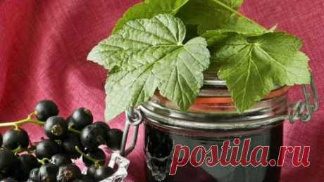 Желе из Черной Смородины на Зиму (4 рецепта)