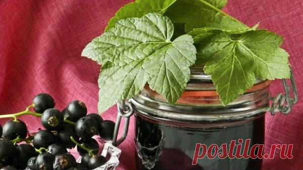 Желе из Черной Смородины на Зиму (4 рецепта)