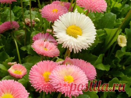 «Вечная красавица» – маргаритка | Самоцветик