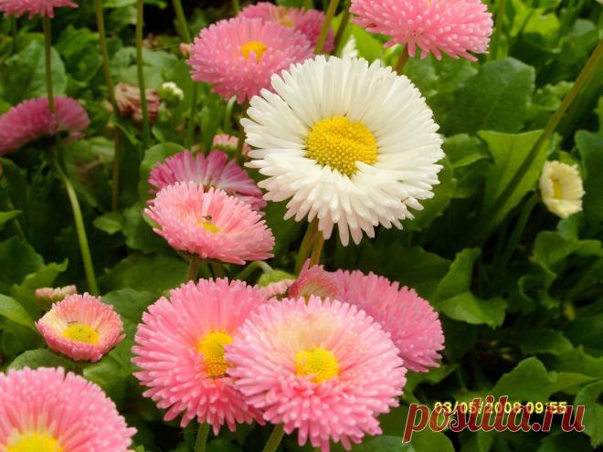 «Вечная красавица» – маргаритка | Самоцветик