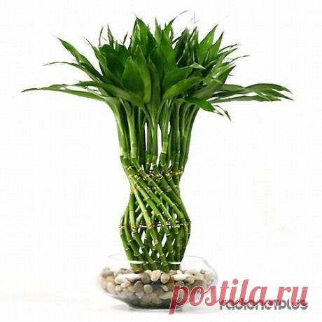 Комнатные растения для материального благополучия