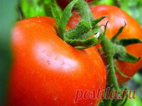 Спринт-таймер и К° - томаты с безупречной репутацией - Дизайн усадьбы