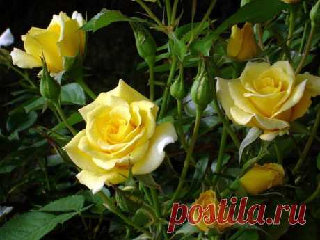Розы цвета солнца — 6 соток