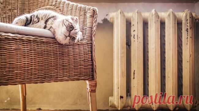 Во Франции девушку оштрафовали из-за мяуканья кота