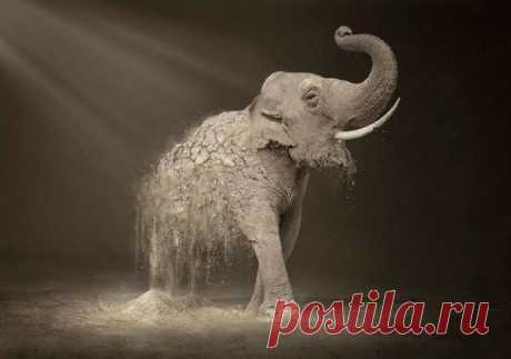 Мощная социальная реклама в защиту животных. Поддержим?