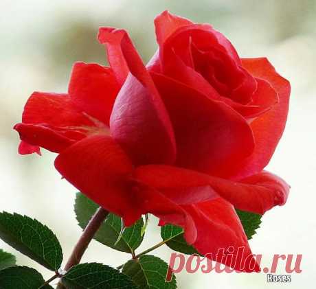Beautiful roses | Beautiful roses