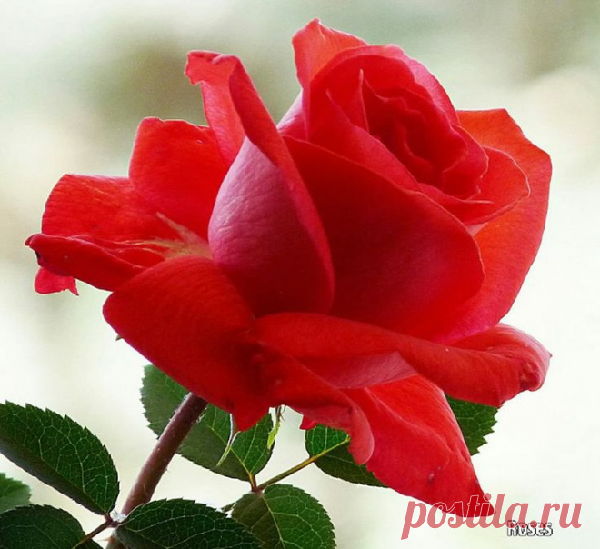 Beautiful roses | Beautiful roses