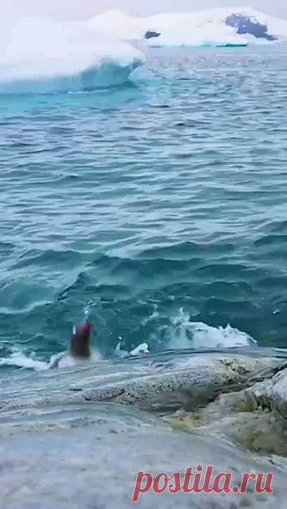 ПОДВОДНЫЙ МИР-Как прекрасен этот мир.)))