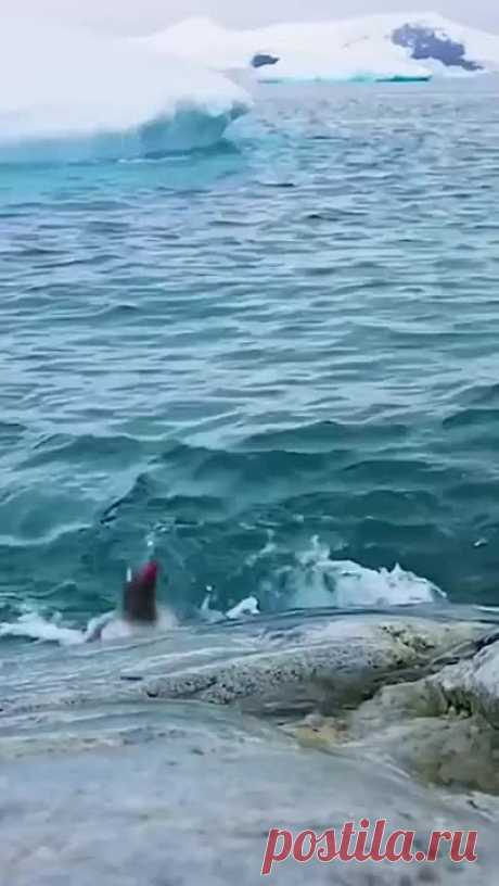 ПОДВОДНЫЙ МИР-Как прекрасен этот мир.)))