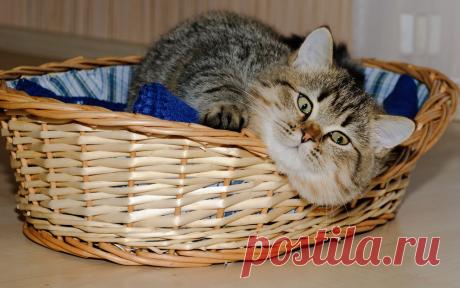 Обои кошка в корзине, морда, ку-ку 1280x800, №39697
