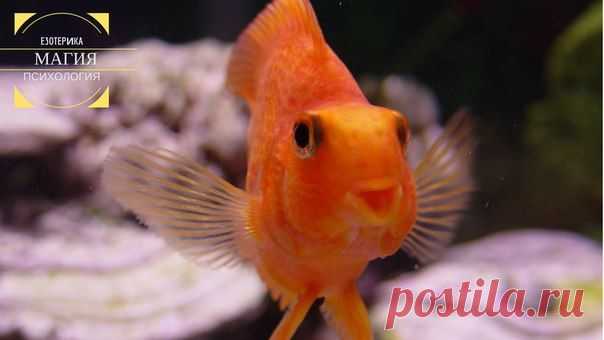 Хотите поймать удачу?
Хотите подружиться с фортуной?