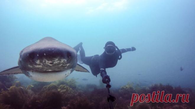 Блог - аквалангист Девушки