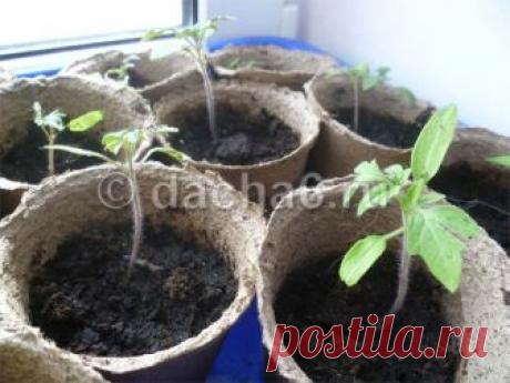 Подкормка рассады томатов и перцев золой