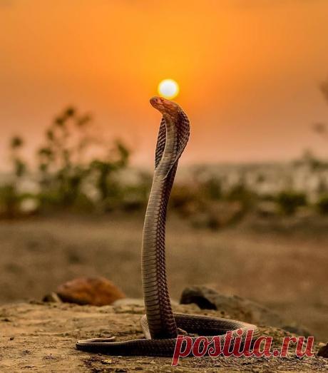 Одно фото. Говорят, фотограф ждал 6 мес.