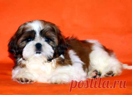 Помет О - HASHANAH HOT N SPICY + CHESVET LINE ZIPPY FUNNY GIRL