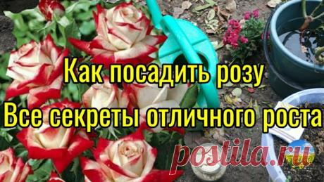 Как правильно посадить розу. Все секреты  отличного роста!