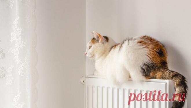 Жители одного из российских городов остались без отопления. Десятки многоквартирных домов, а также несколько социальных объектов остались без отопления из-за прорыва трубы на теплопроводе в городе Белорецке, республика Башкортостан. Об этом сообщает пресс-служба ГУ МЧС республики. По информации ...