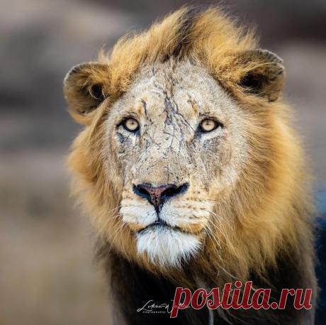 Смешная дикая природа