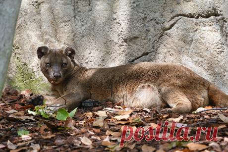 Fossa Fretkat of Fossa (Cryptoprocta ferox) Bioparc Valencia, Spain Conservation status: Vulnerable
