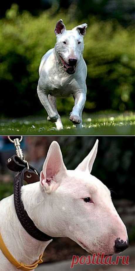 Бультерьер порода собак-компаньонов.