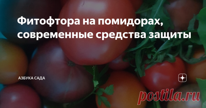 Фитофтора на помидорах, современные средства защиты Фитофтора живуча, ее споры могут быть в земле, на семенах, на растительных остатках, на стенах теплицы, садовом инвентаре.
Как максимально уменьшить количество спор, и не допускать благоприятных условий для их развития.
Фитофтора  