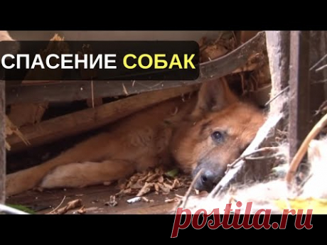 СОБАКУ ПРИДАВИЛО ДЕРЕВОМ, НО КОГДА СПАСАТЕЛИ ЕГО ПОДНЯЛИ, ТО БЫЛИ ПРОСТО ПОРАЖЕНЫ. #СПАСЕНИЕСОБАК - YouTube