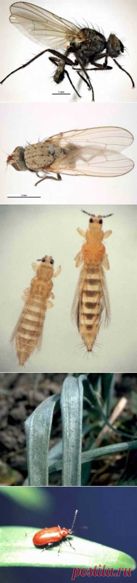 Вредители лука: описание, фото и борьба с ними | Дача - впрок