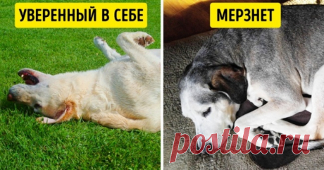 6 поз для сна, которые помогут лучше понять вашу собаку